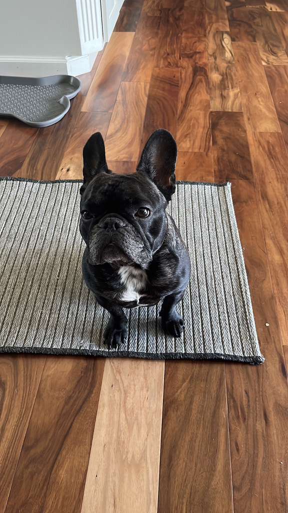 Laddu the Frenchie
